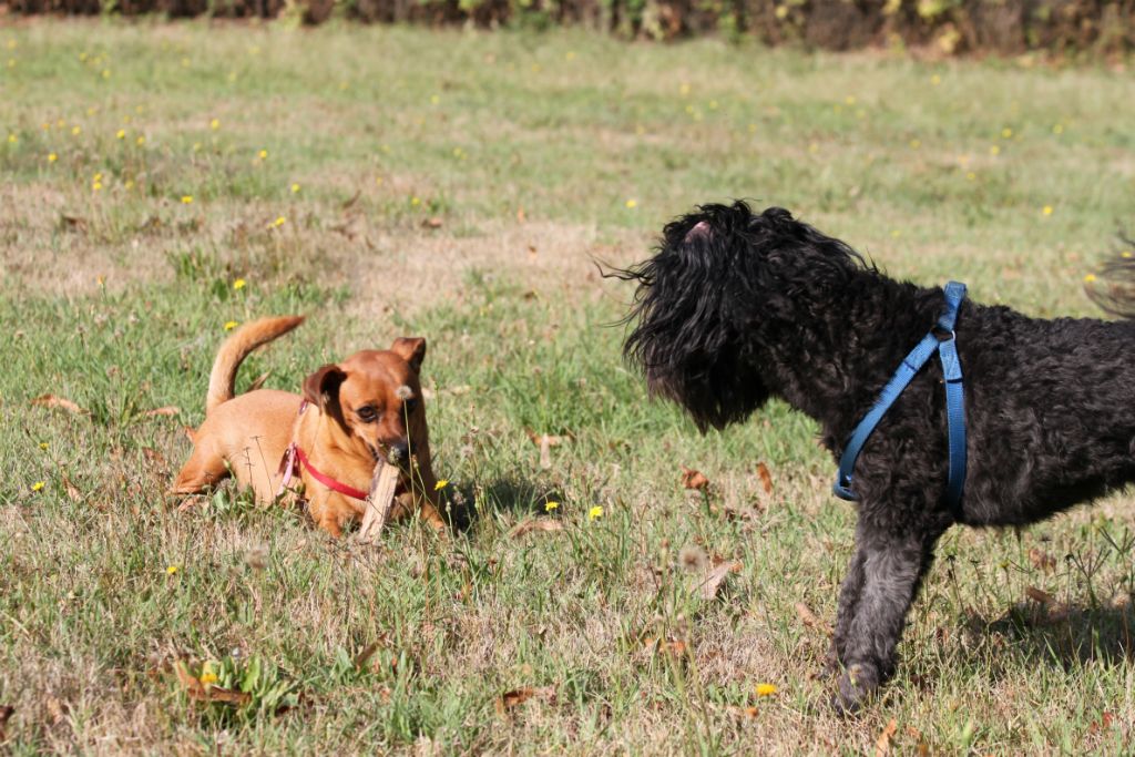Teddy e Sheila